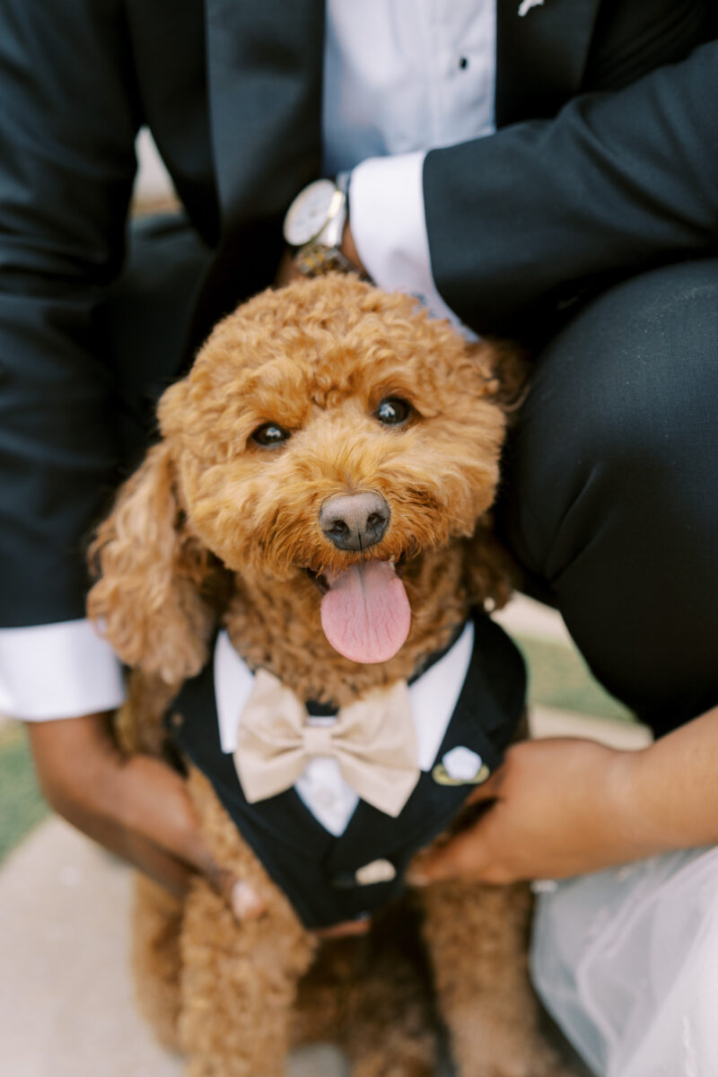 Wedding pet care Triangle NC
